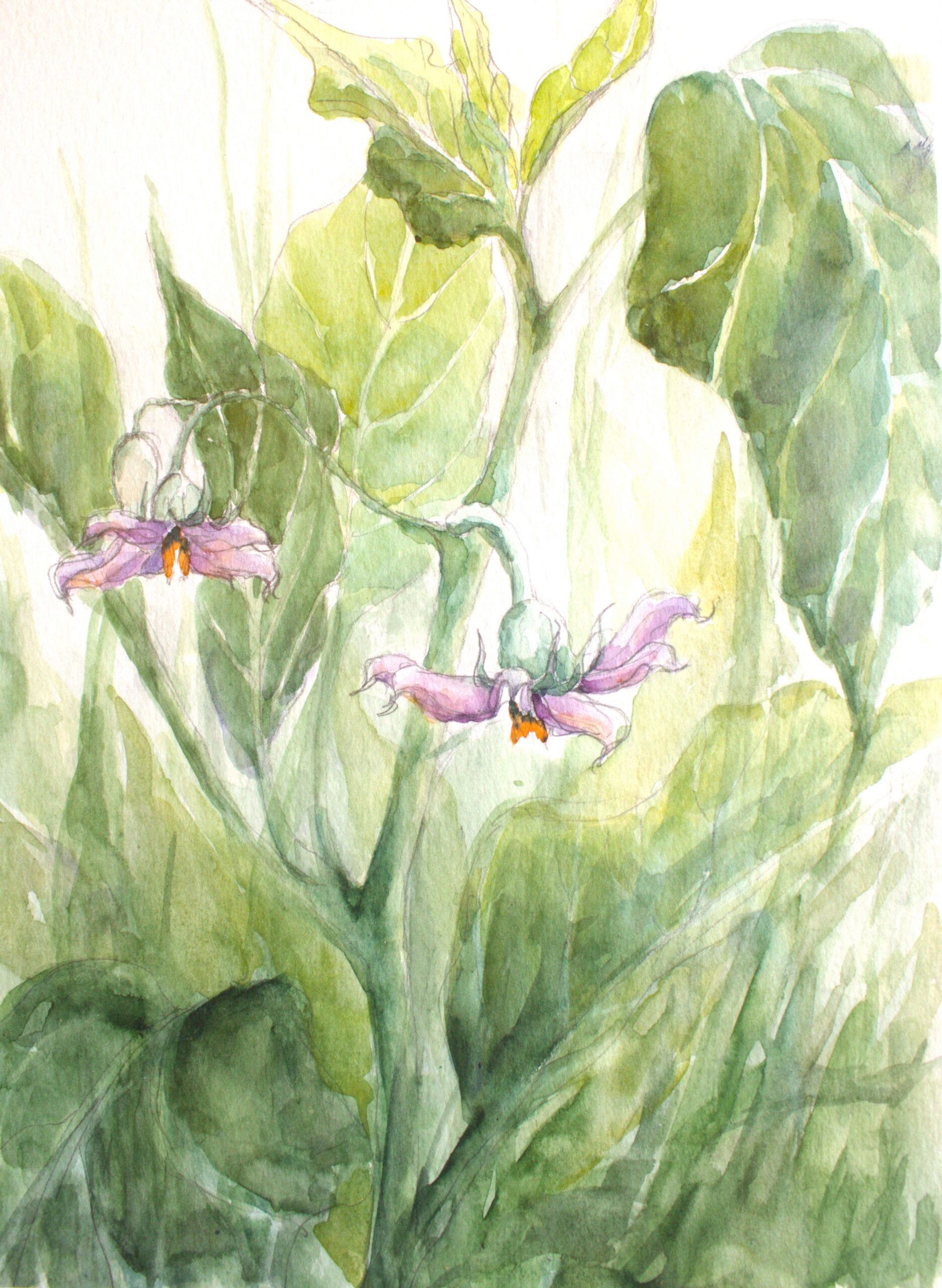 Série: « Dans mon jardin »: les fleurs d’aubergines