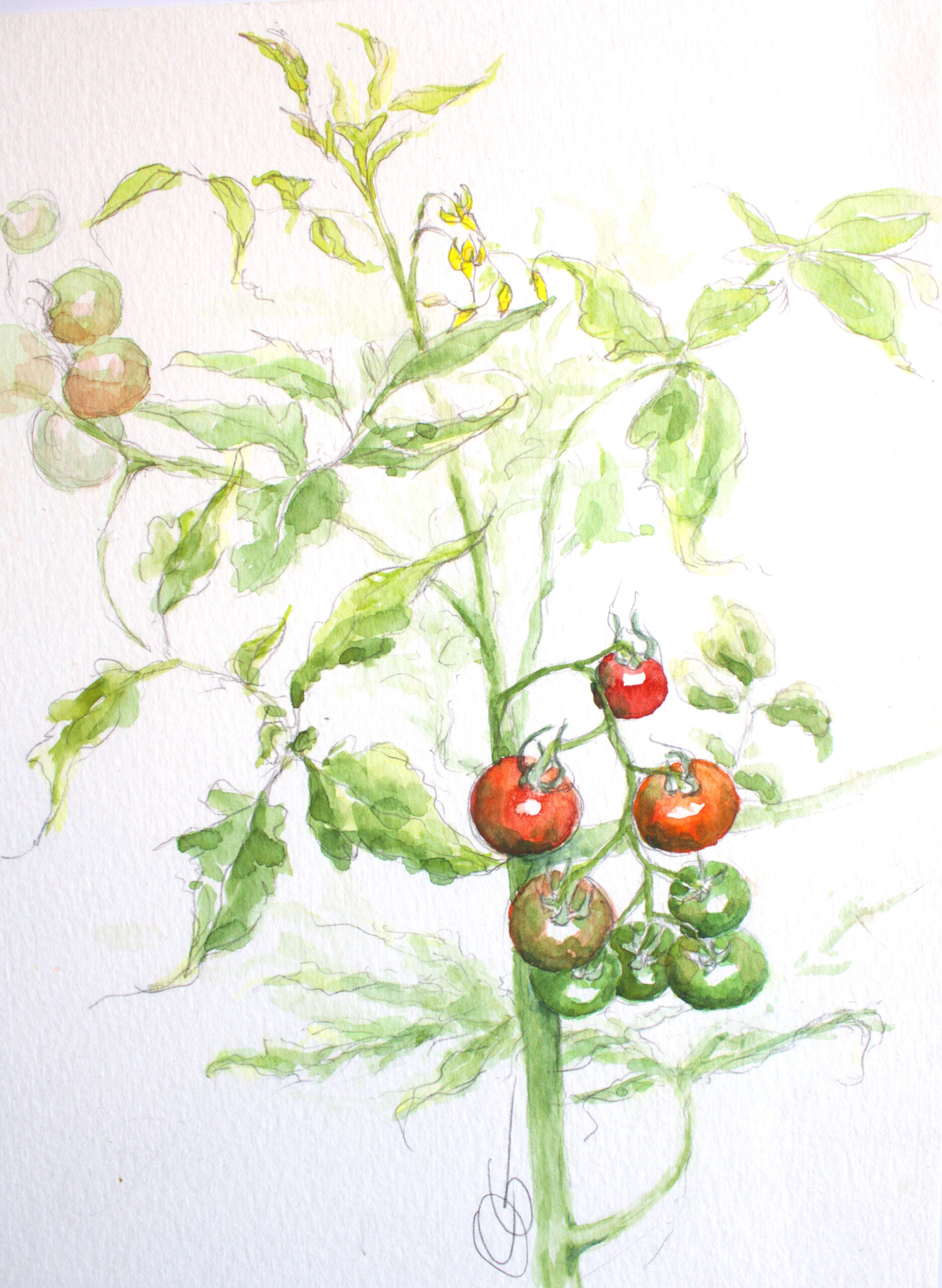 Série: « Dans mon jardin jardin »: les fleurs de tomates