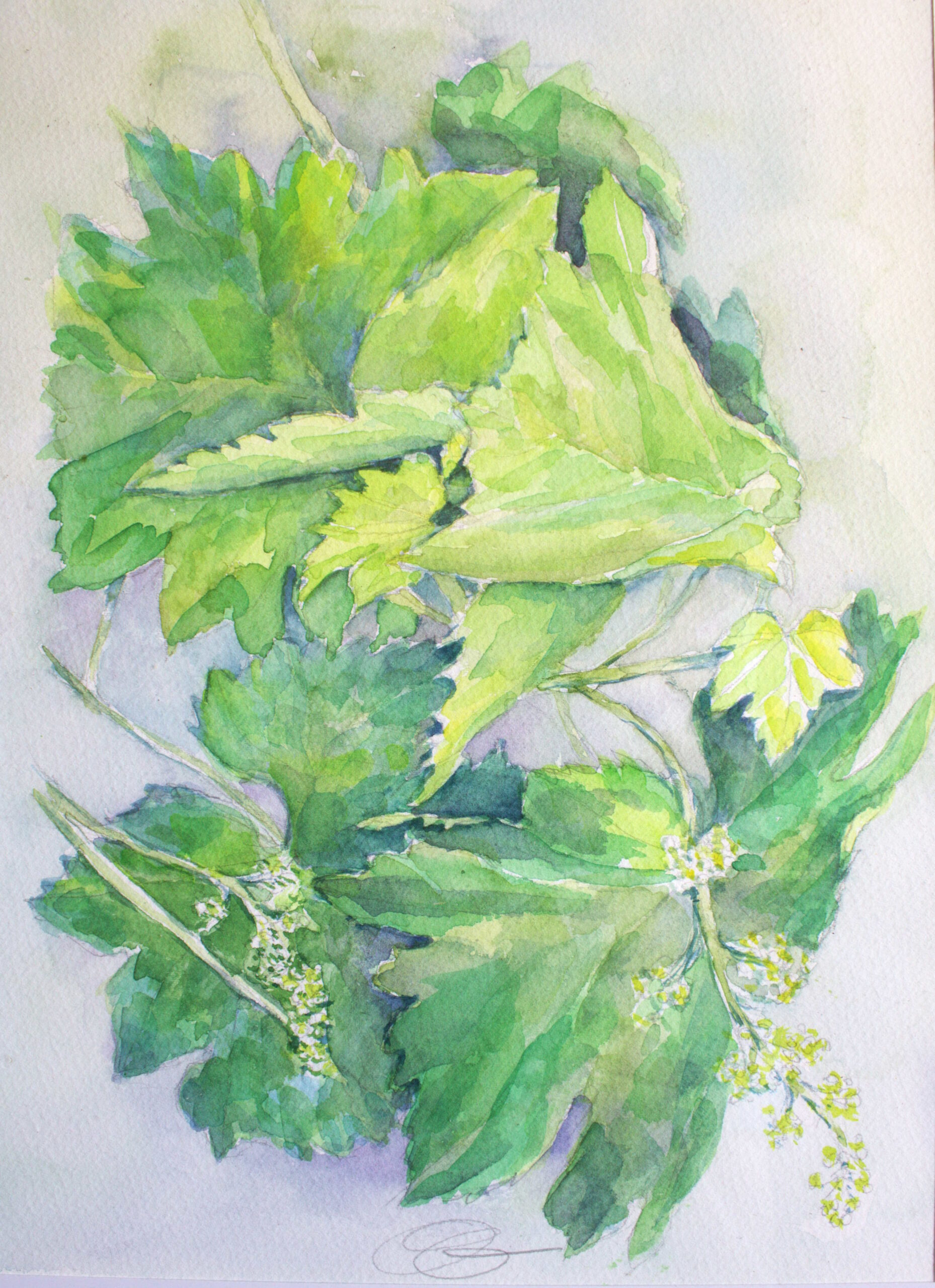 Série: » Dans mon jardin »: Feuilles de vignes dans le vent